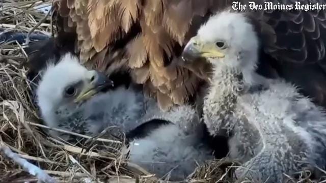 Dramatic spring finally sees new baby eagle born in main Decorah nest