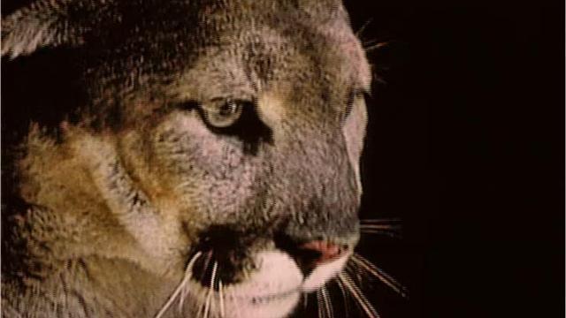 Dnr Confirms Cougar Sighting In Bath Township