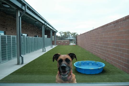 Oakland County Animal Control opens $ million shelter for strays Oakland County Animal Control opens $ million shelter for strays