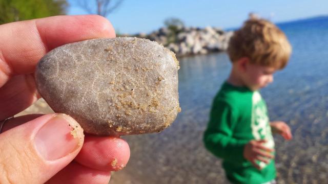 What Is A Petoskey Stone