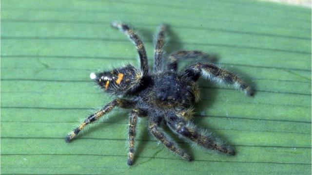 Do Black Widows Kill Other Spiders : 9 of the World's Deadliest Spiders | Britannica : Black widows eat insects, as well as other arachnids, that they catch in their webs.