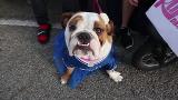 Bulldogs work it for beauty contest