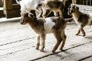 Nearly extinct arapawa goat kids born at Conner Prairie