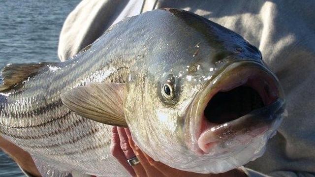 Los peces están apareciendo junto con las temperaturas más cálidas.Los peces están apareciendo junto con las temperaturas más cálidas.  