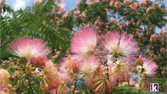 Mimosa flower online perfume