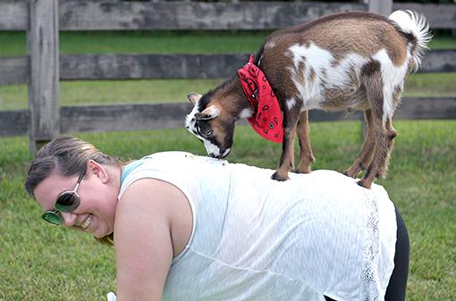 Watch: Goat yoga craze comes to Williamson one hop at a time