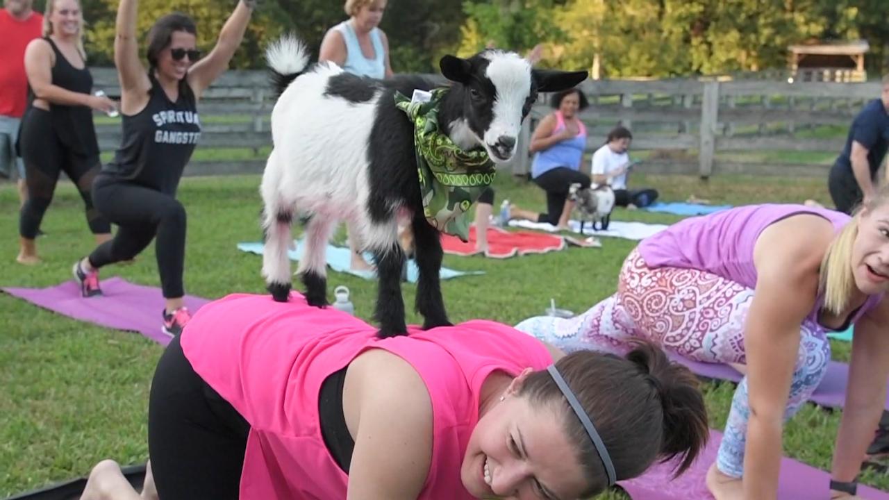 Who's that trip-trapping over my bridge? Goat yoga craze hits Britain