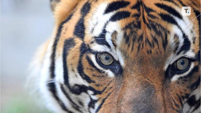 Tiger killed after running loose for hours in Atlanta area