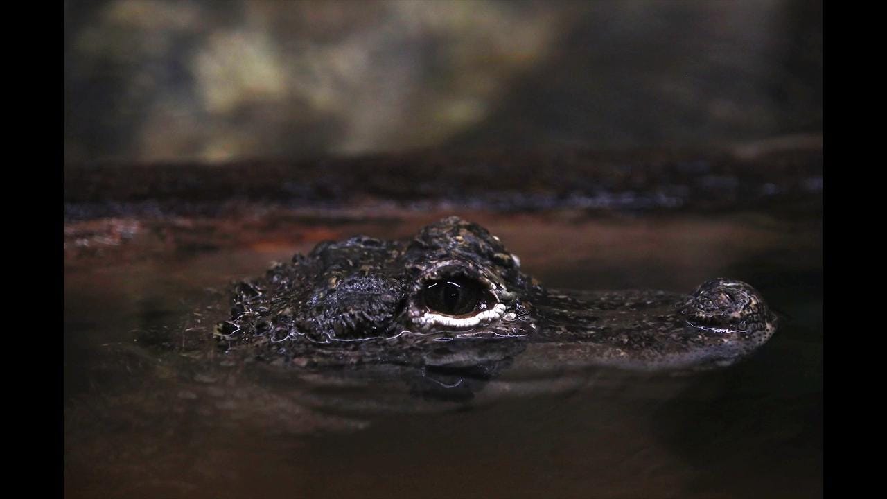 do alligators hibernate in texas