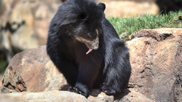 expedition peru trek of the andean bear