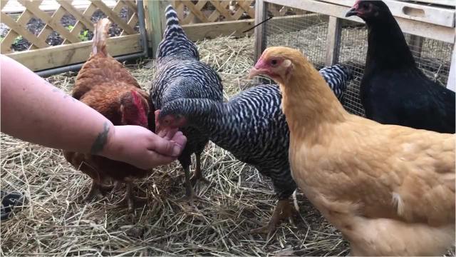 Backyard Chickens Could Be In A Neighborhood Near You