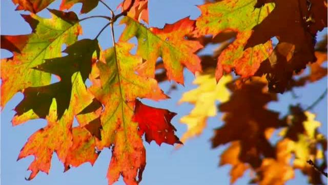 Tennessee Tree Color Change Fall foliage in East Tennessee: When, where to see leaves change colors