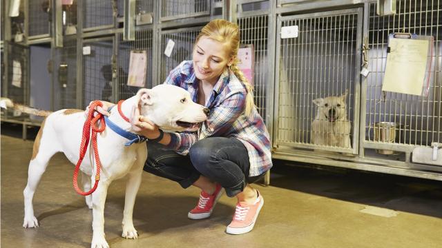 Are some New York shelters too quick to euthanize dogs?