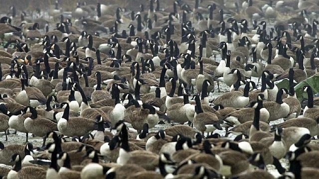 Canada goose in shop new york city