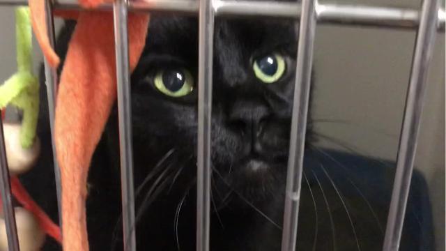 Hi Tor animal shelter left in chaos as Rockland plans new building Hi Tor animal shelter left in chaos as Rockland plans new building