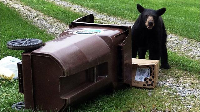 Bear proof garbage bins