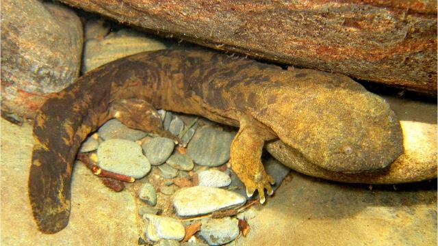 N.C. Wildlife Commission asks public to report hellbender salamanders