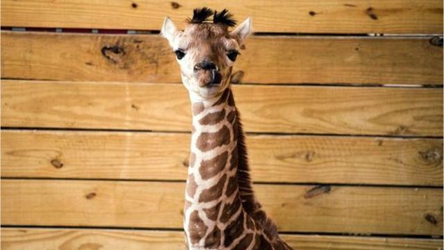 April the Giraffe dies at Animal Adventure Park in NY