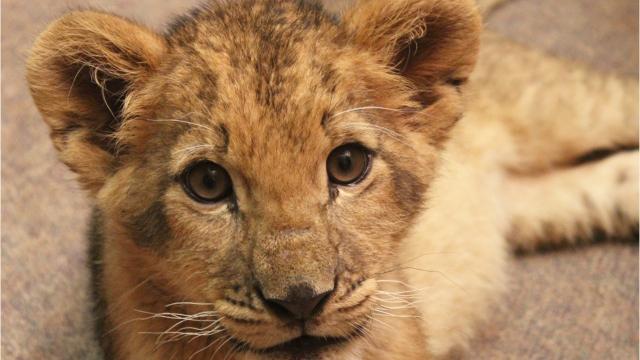 Animal Adventure Park welcomes Bisa, a three-month-old African lion cub