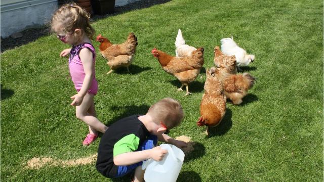 Feathered Friends Chickens May Be Clucking In A Backyard Near You