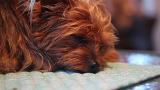 How these dog owners are battling toxic toads to protect their beloved pets | ksdk.com