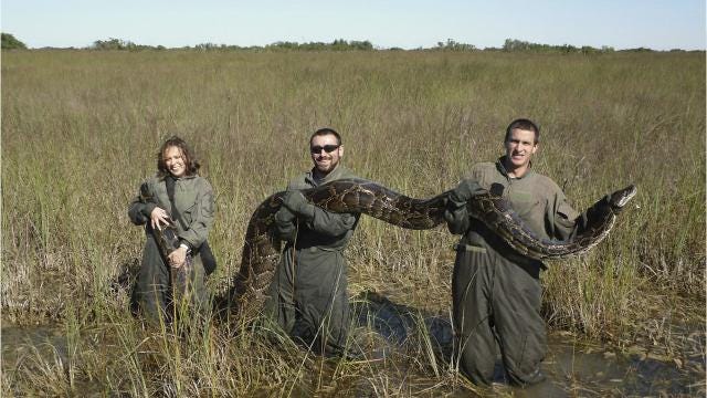 Five of Florida's most deadly creatures Five of Florida's most deadly creatures
