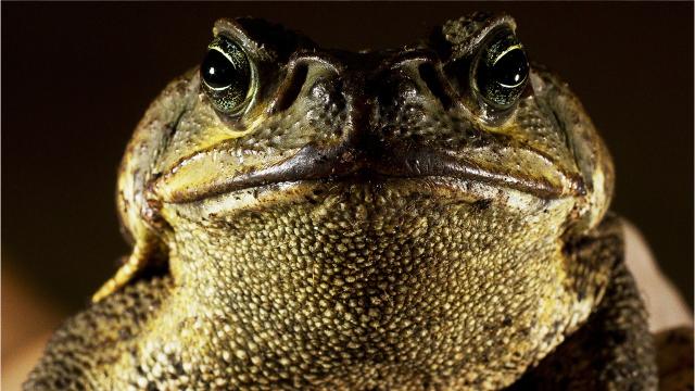 Getting rid of cane toads: Naples company's Cane Catcher a solution