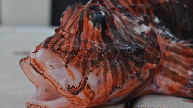 Coral Reef Basic Lionfish, grouper behavior becomes focus of invasive species study