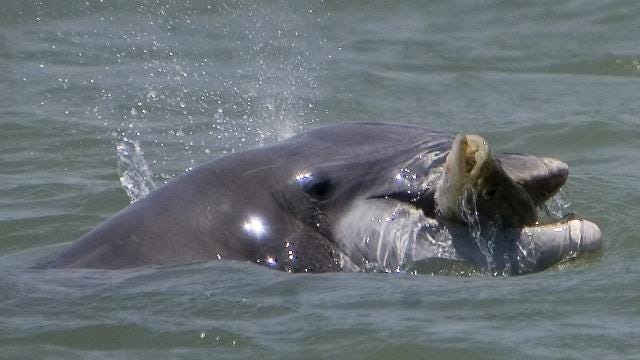 Dolphins and fishermen: Familiar, but hookups rare