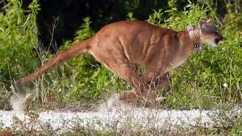 A young Florida panther bonds with her trainer