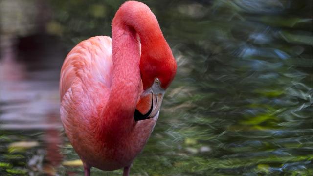 Scientists Flamingo Flock Native To Florida