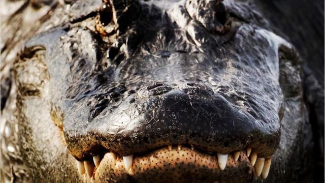 Alligator vs Crocodile: What are the Differences - A Tutor
