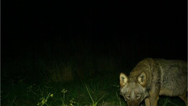 Coping with coyotes is a Southwest Florida challenge