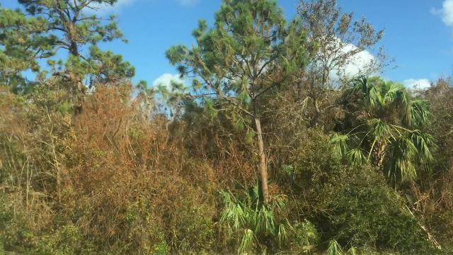 Why Did Hurricane Irma Turn Our Trees Brown In Brevard Are They Dead