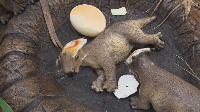 real baby dinosaur