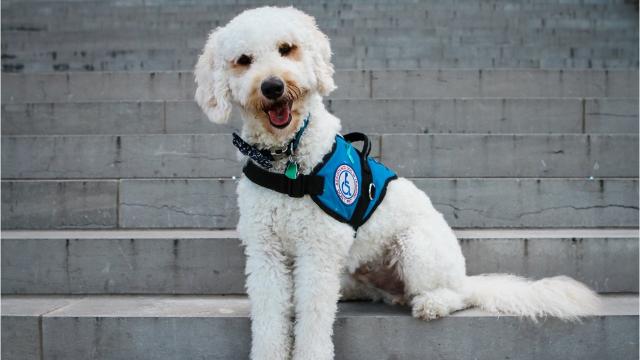 Florida Passes New 2020 Law For Emotional Support Animals What Every Esa Owner Needs To Know Esa Doctors