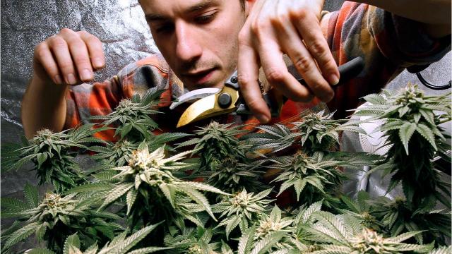 start growing marijuana