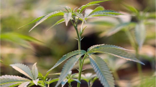 Canada weed legalization