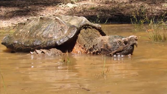alligator snapping turtle diet