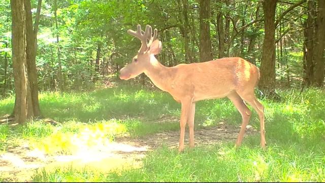 photo 6 Point Buck Pictures bullwinkle deer found in mississippi