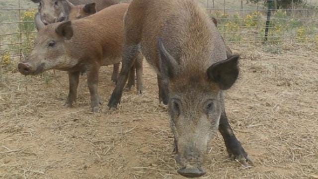 Feral hogs: An environmental scourge