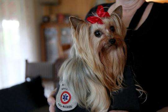 Yorkshire terrier sales emotional support