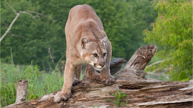 Cougar Sightings 2 More Spotted In Michigans Upper Peninsula