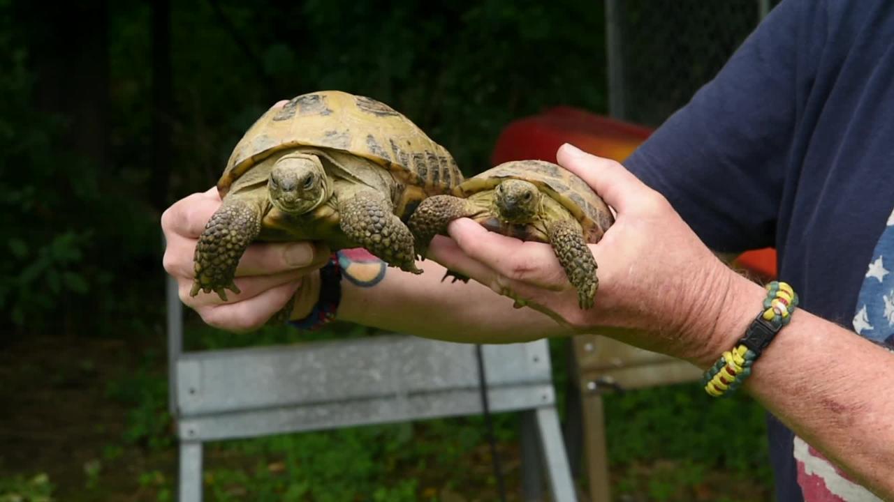 Arlington High's 'Turtle Trackers' release 79 Blanding's yearlings
