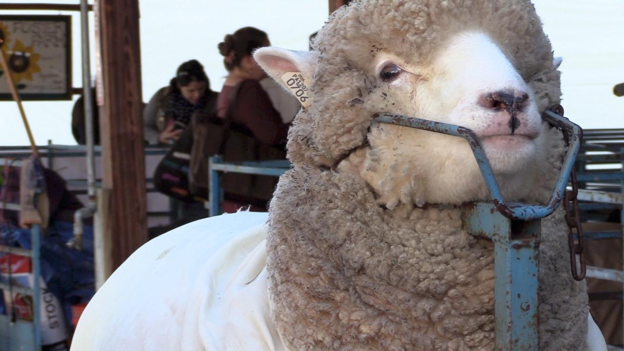 NY Sheep and Wool fest sets up shop in Rhinebeck