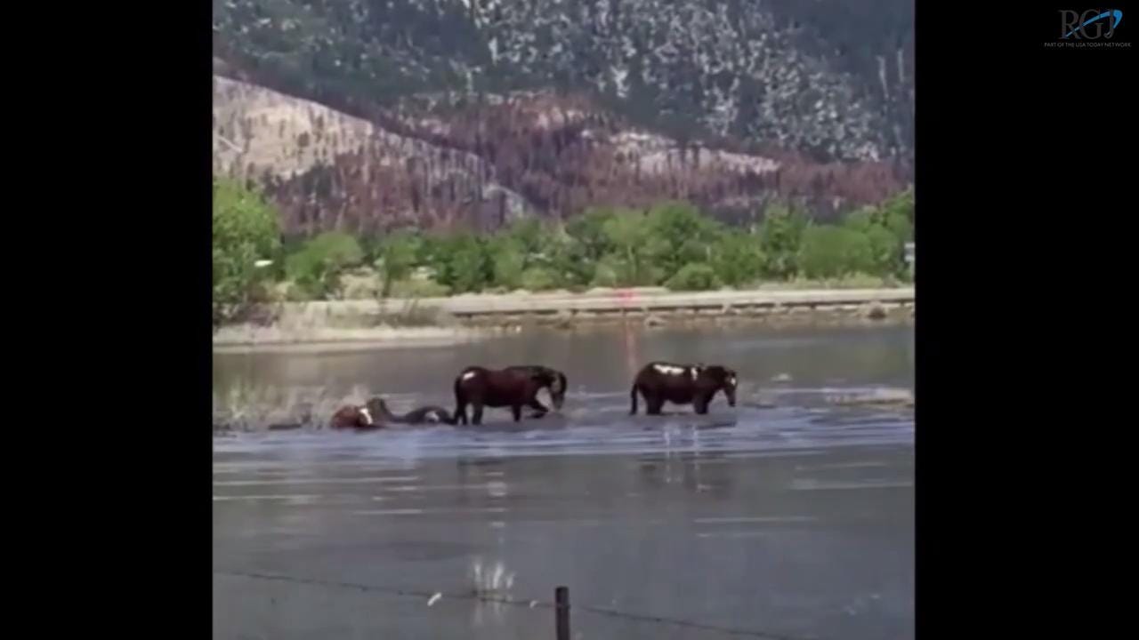 Is It Legal To Feed Wild Horses Displaced By Wildfires No