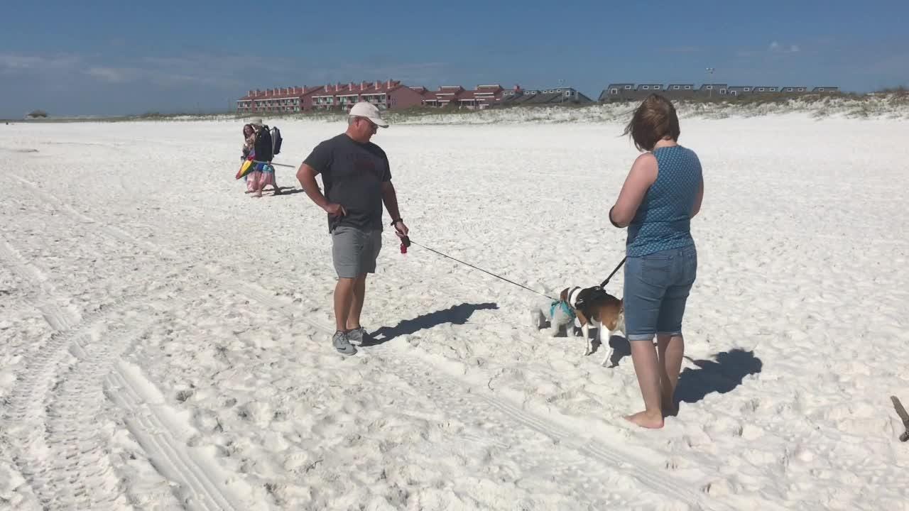 Pensacola Beach Dog Park Rules