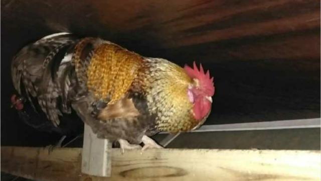 Mean Florida rooster finds new home thanks to hilarious ...