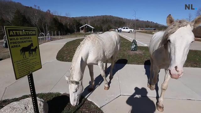 Wild Horses And Burros Up For Adoption By Bureau Of Land Management