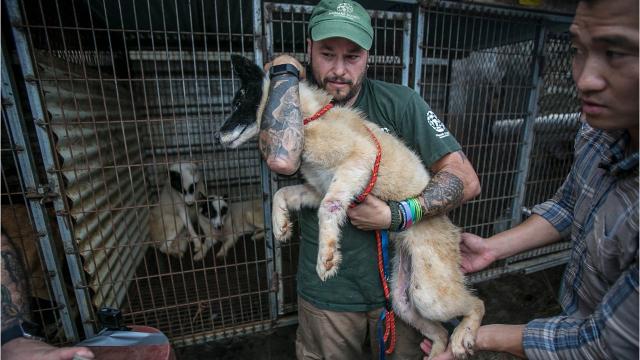 Video: Animals rescued from South Korea dog meat farms